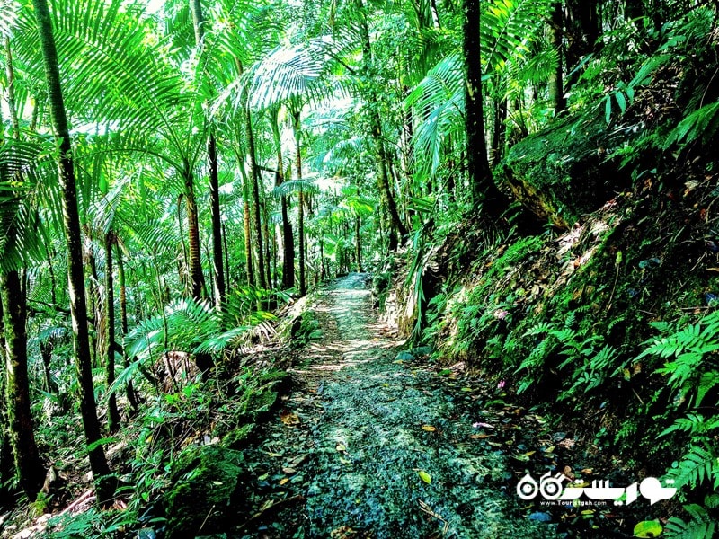 2. جنگل ملی ال یونیک جاذبه گردشگری پورتوریکو