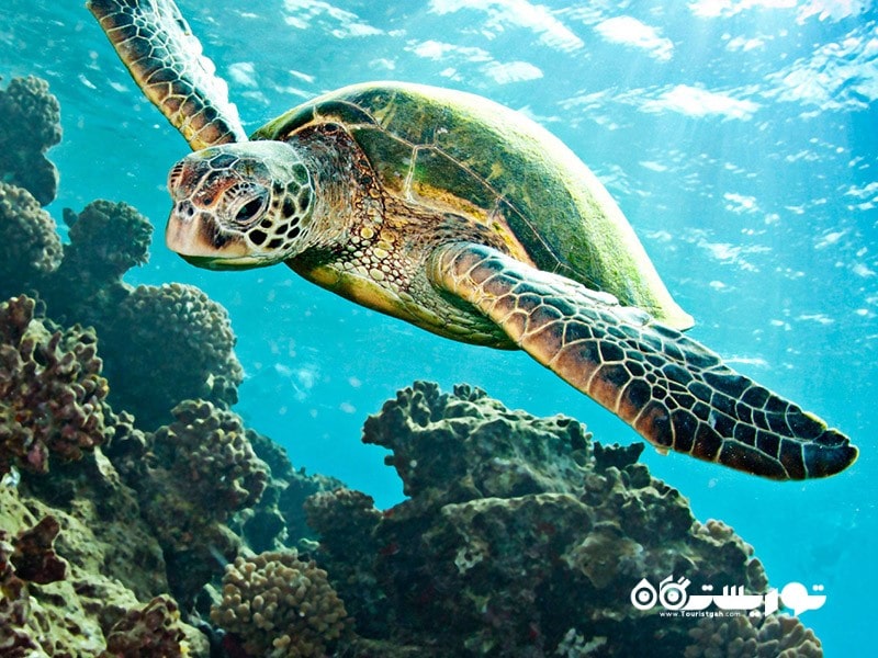 14- لاک‌پشت‌های نادر مدیترانه در ترکیه حفاظت می‌شود.