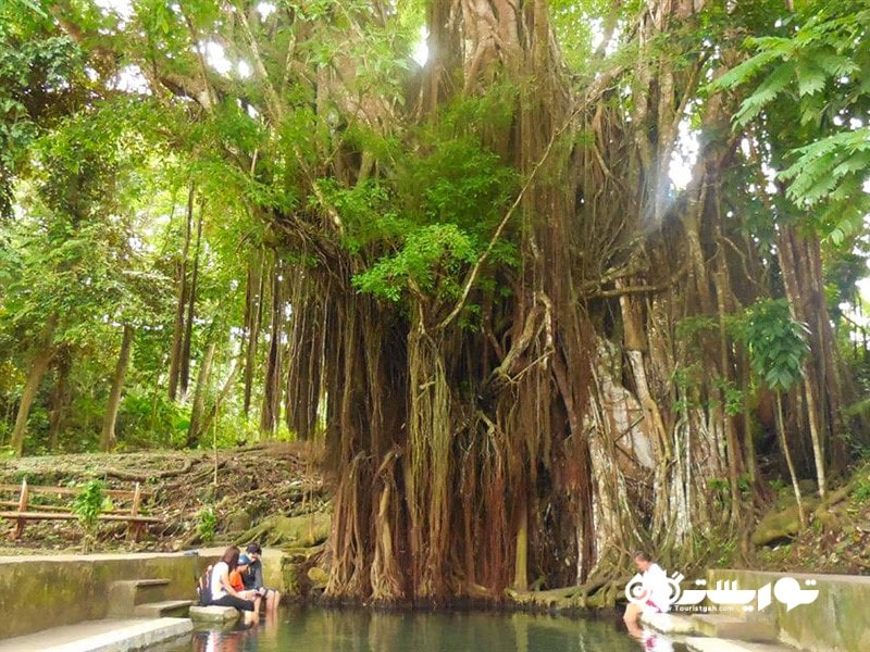 18. درخت بالت صد ساله (Century Old Balete Tree)، سیکیجور، فیلیپین
