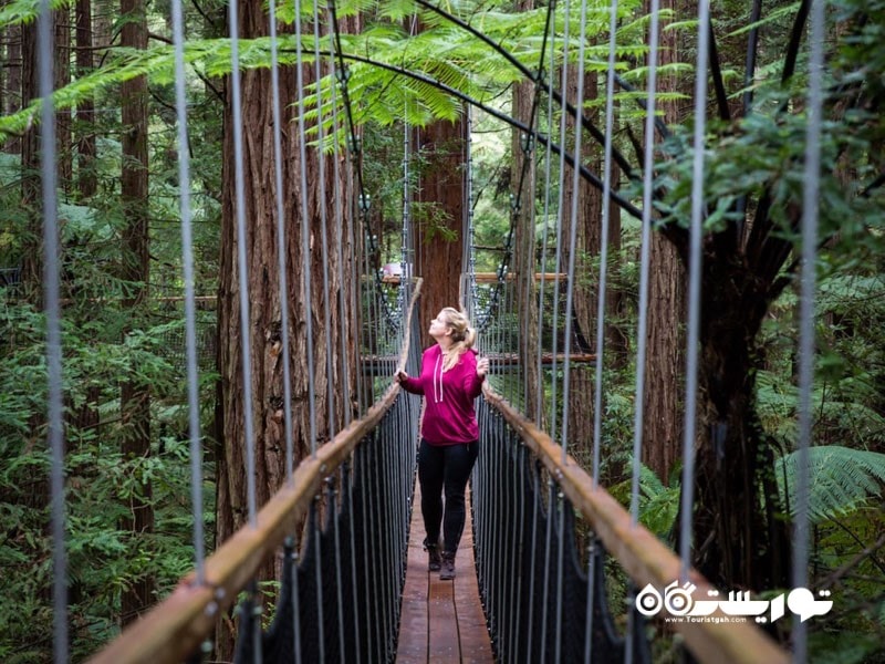 در فضای پارک طبیعی رِدوودز (Redwoods) قدمی بزنید