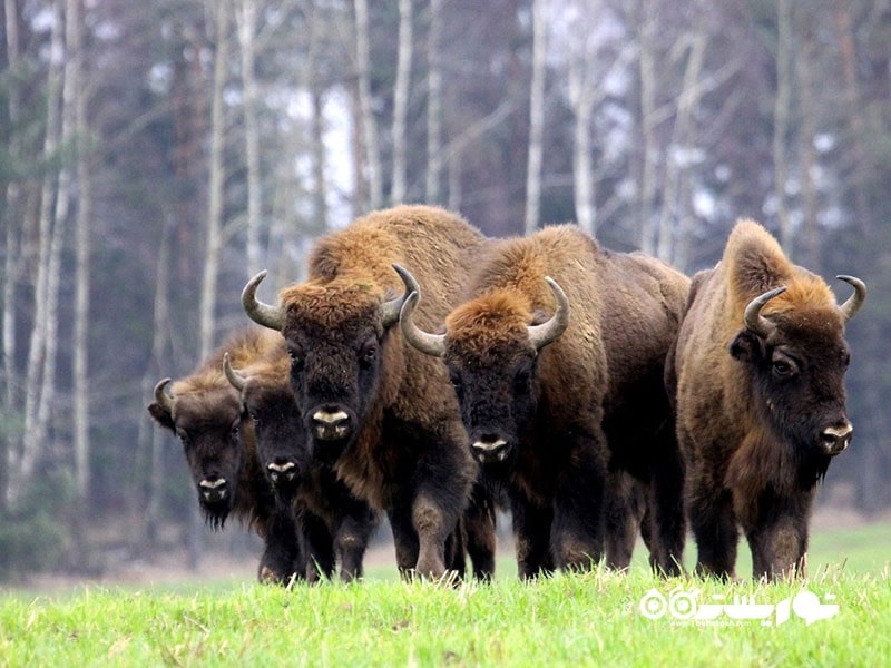 ۷. پارک ملی بیالوویژا (Białowieża National Park)