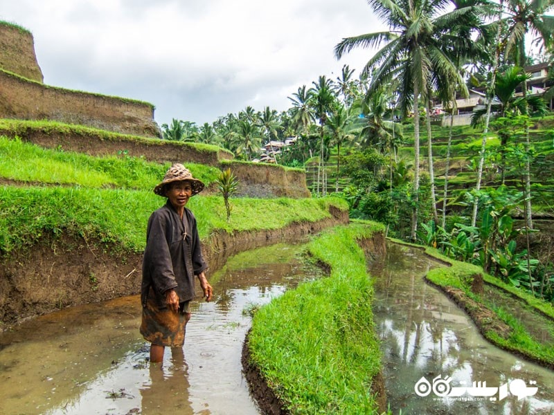 کارگر محلی کاشت برنج