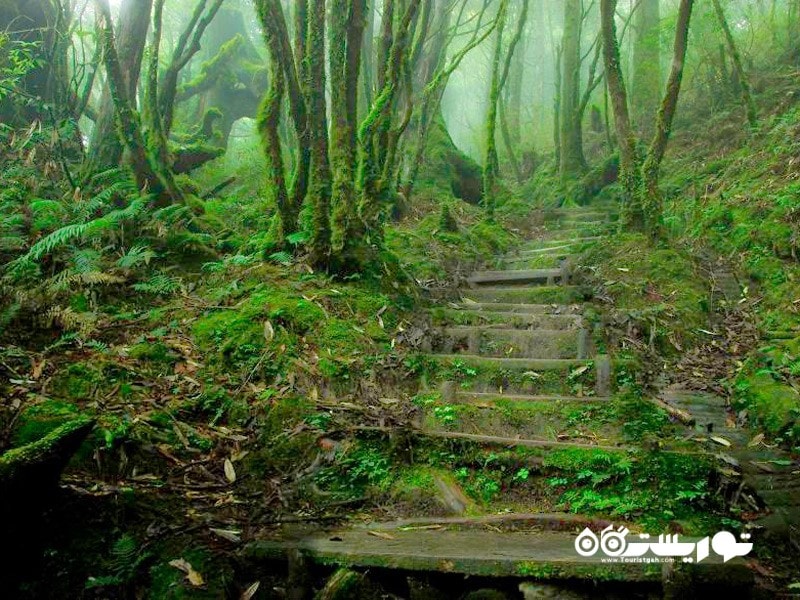 11- مسیر پیاده روی شوکران چینی (Chinese Hemlock Trail) در تایوان   