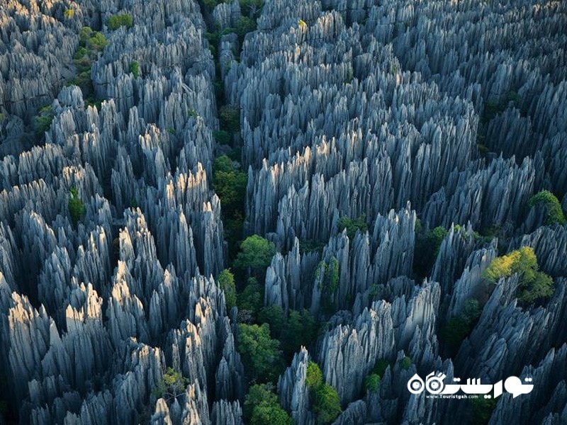 36.فارست آو نایوز (Forest of Knives)، ماداگاسکار