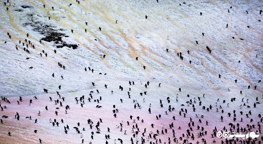 دسته پنگوئن ها در  قطب جنوب