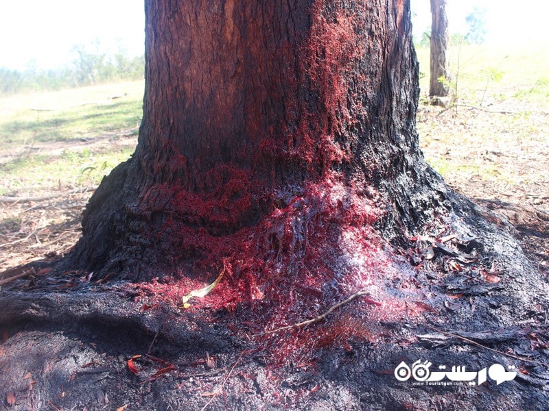 10- درخت بلاد وود  (Bloodwood Tree (Corymbia Opaca