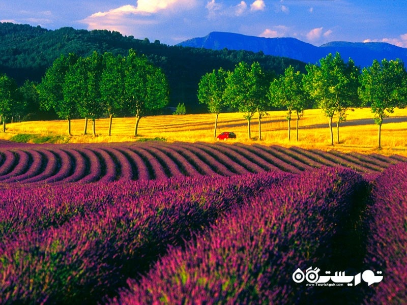 12-مزارع اسطوخودوس پروانس، فرانسه  Lavender Field of Provence, France