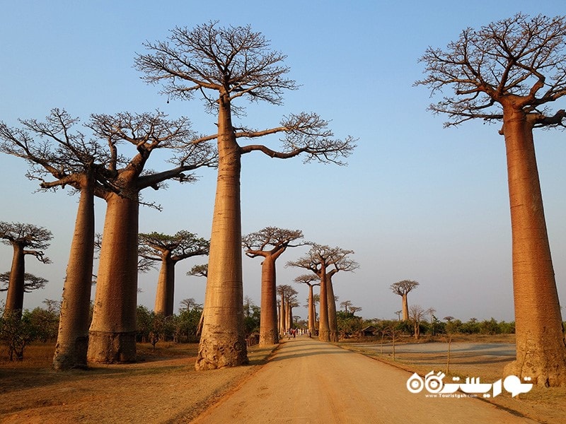 12- درخت بائوباب (Baobab Trees) در ماداگاسکار
