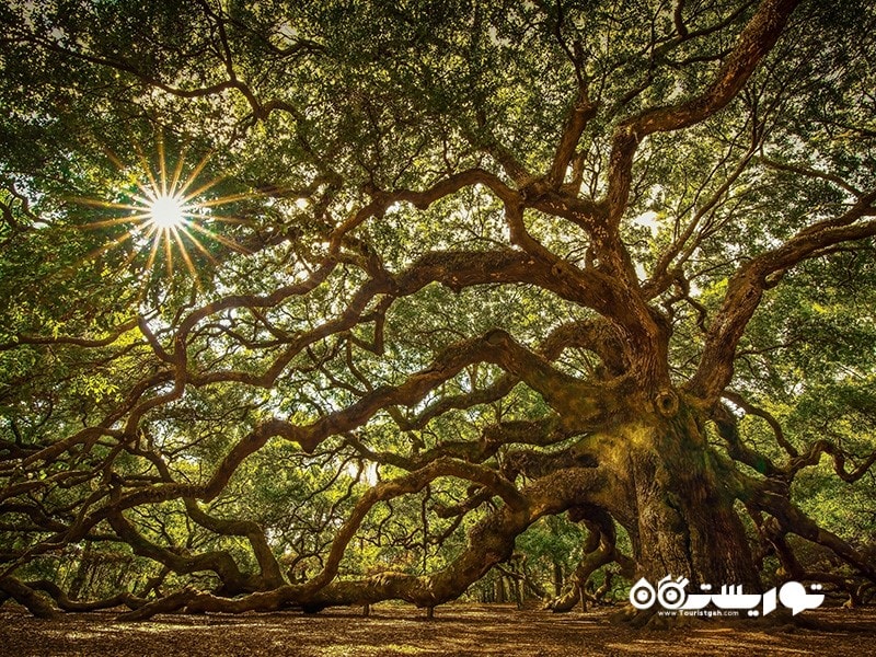 1- درخت بلوط فرشته (Angel Oak Tree) در کارولینای جنوبی