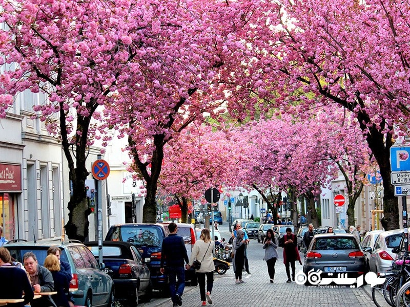 11- درختان گیلاس در آلمان