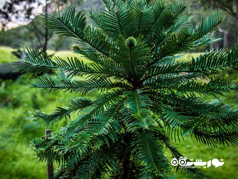 3- کاج وولمی  (Wollemi Pine Tree (Wollemia