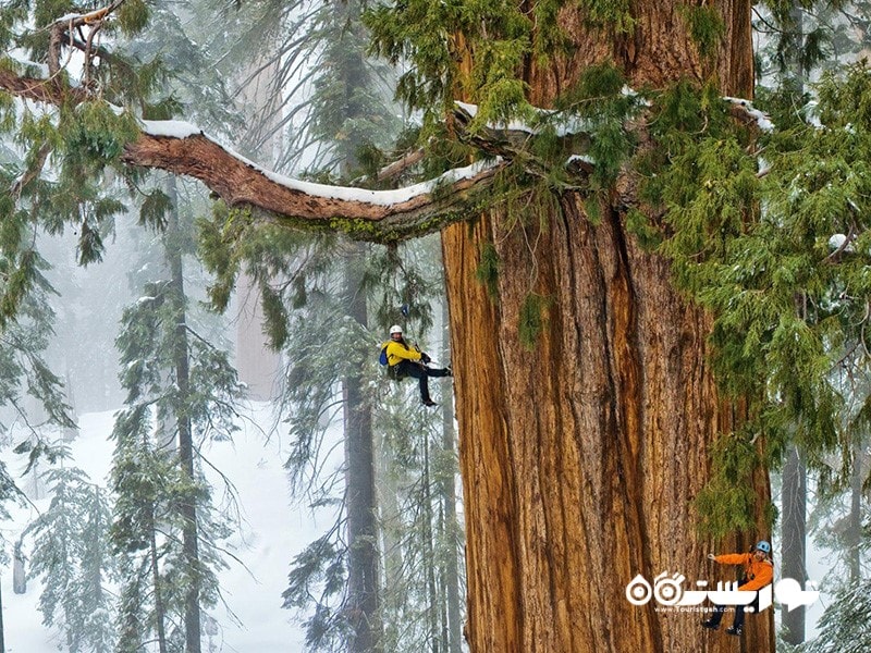 4- درخت غول (Tall Sequoia Tree) در کالیفورنیا