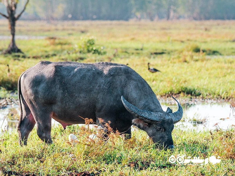 بوفالو آبی (Water buffalo)، قلمرو شمالی