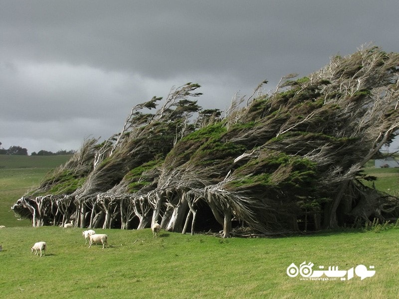 10- درختان کج شده بر اثر باد (Wind Swept Trees) در نیوزلند 