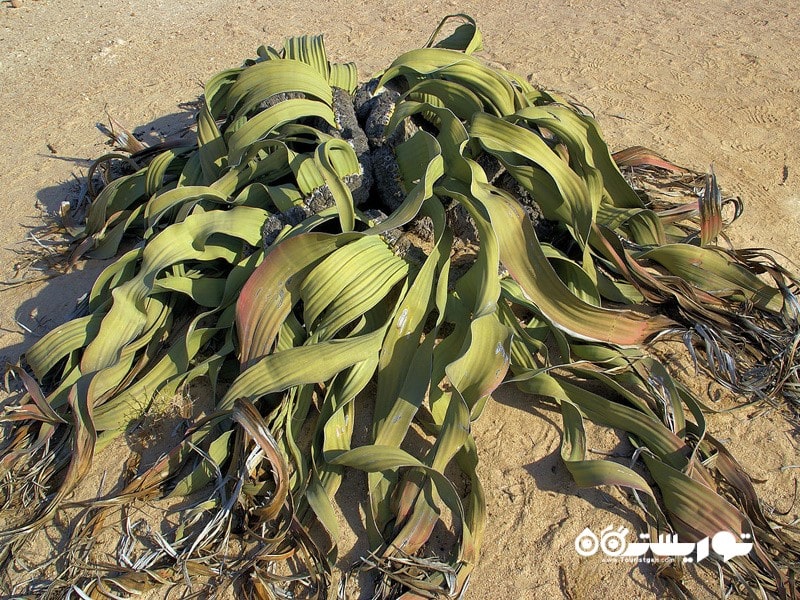 8: زشت ترین گیاه به نام ویلوچیا میرابیلیس (Ugliest Plant (Welwitschia Mirabilis