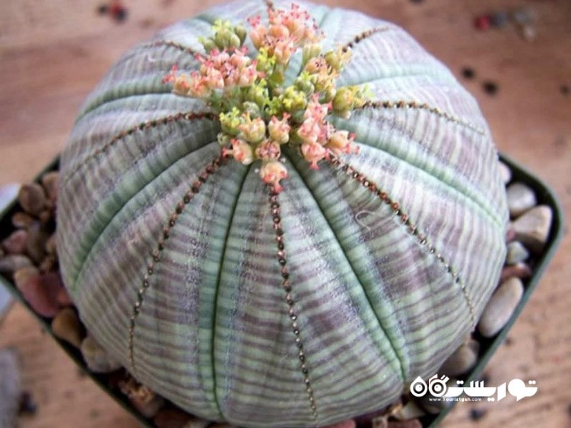 5: گیاه بیسبال به نام افوربیا اوبسا (Baseball Plant (Euphorbia Obesa