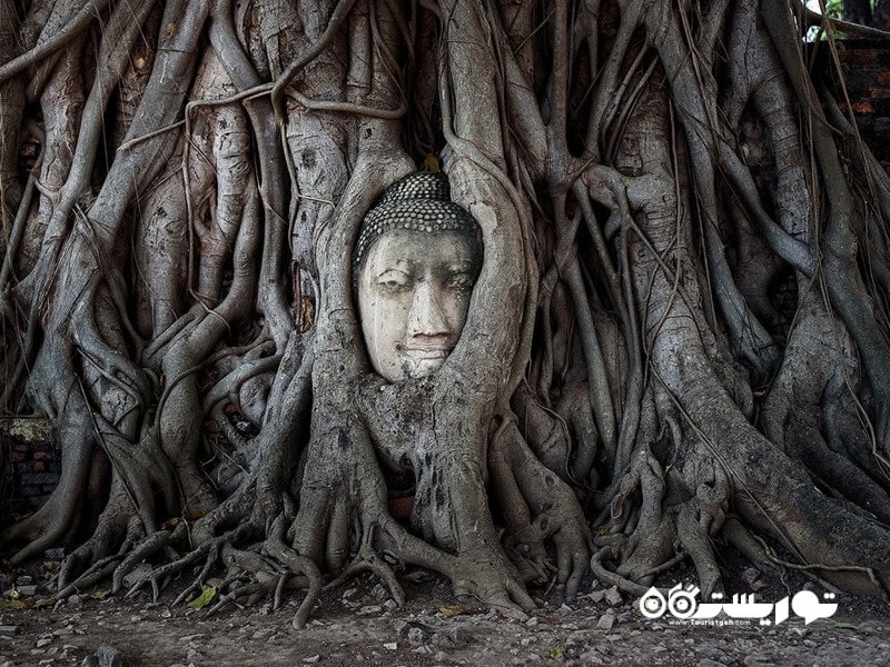 13- سر بودا در ریشه های درخت انجیر هندی 