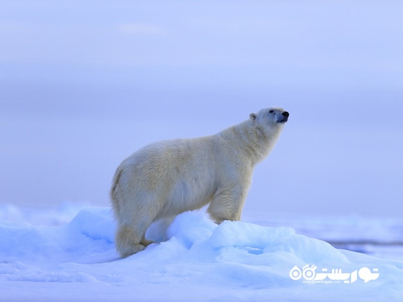 خرس های قطبی در کشور نروژ