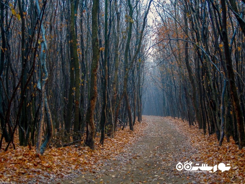 10- جنگل هویا باکیو (Hoia-Baciu Forest) در رومانی  