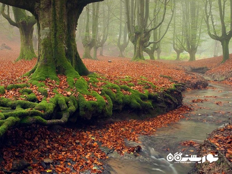 9- جنگل اتزارتا (Otzarreta Forest) در اسپانیا   