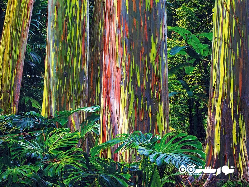 5- اوکالیپتوس رنگین کمان (Rainbow Eucalyptus) در هاوایی